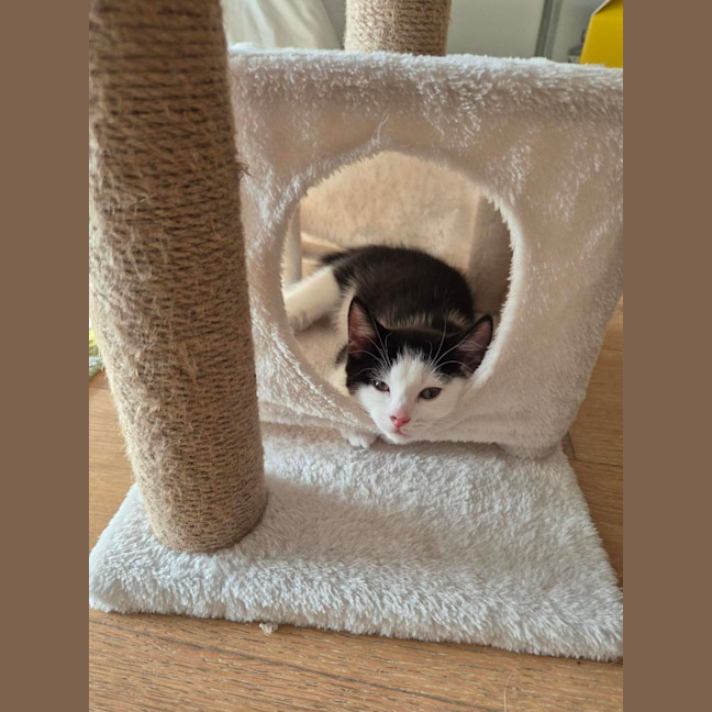 Photo of Dumpling
