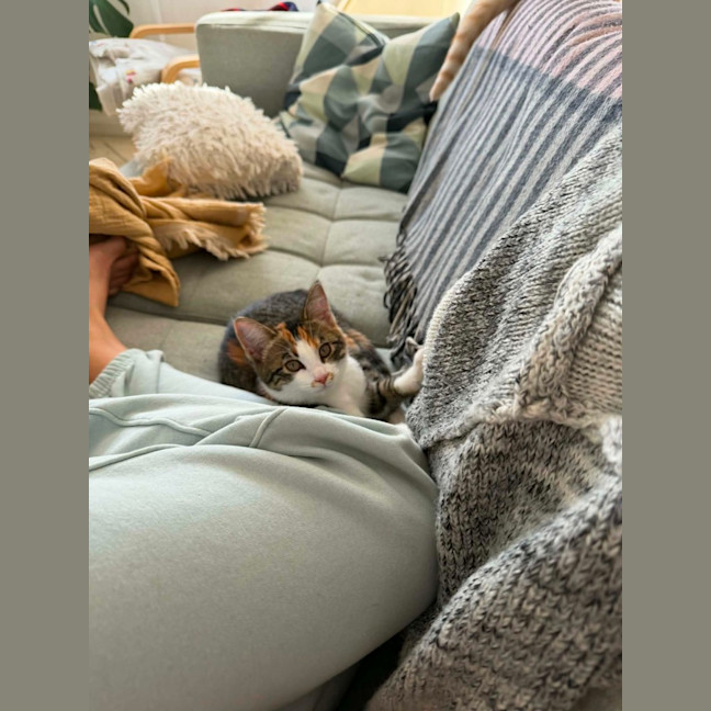 Photo of Cha Cha   In Foster Care In Malvern East