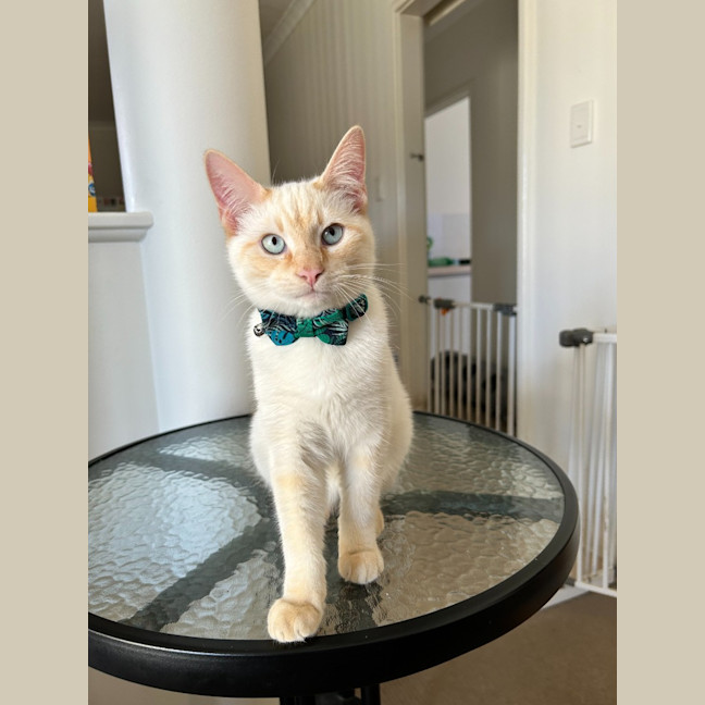Photo of Otis