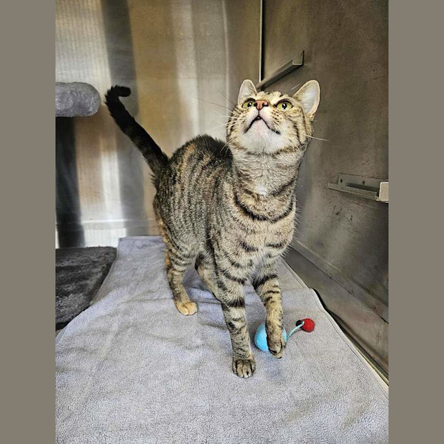 Photo of Comet
