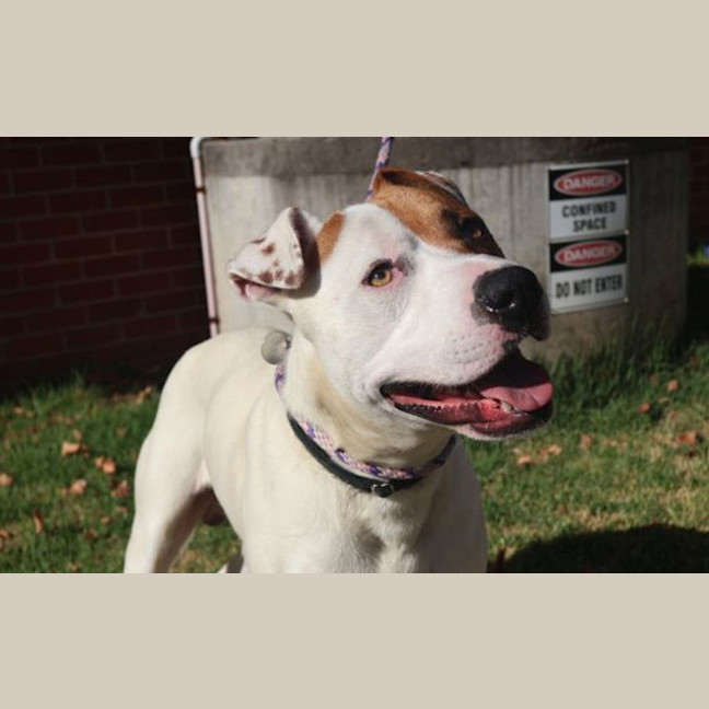 Photo of Patch