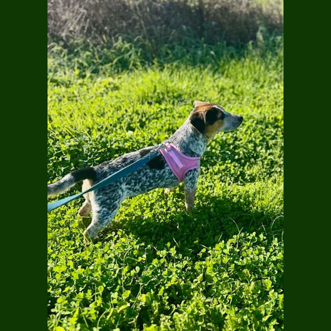 Photo of Honey