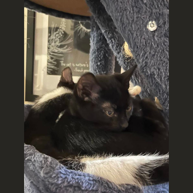 Photo of Ninja