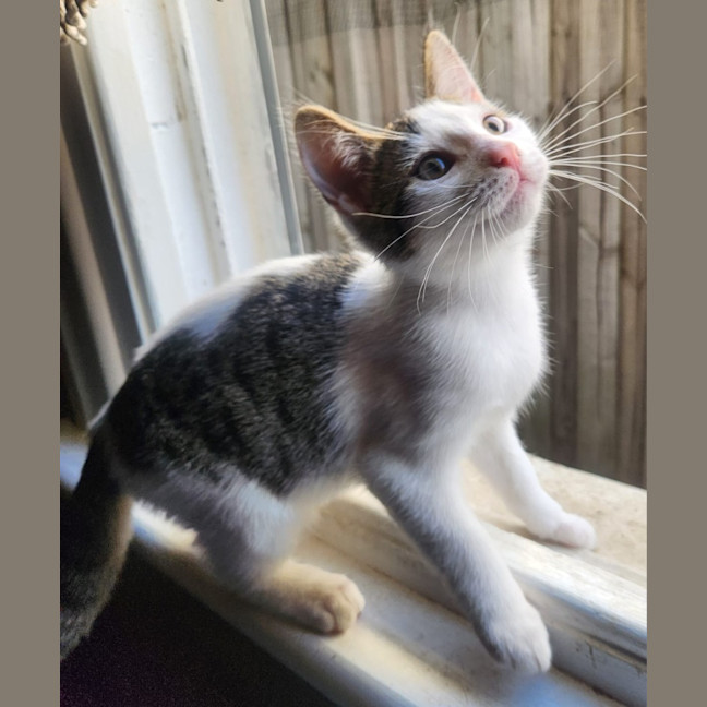 Photo of Muffin