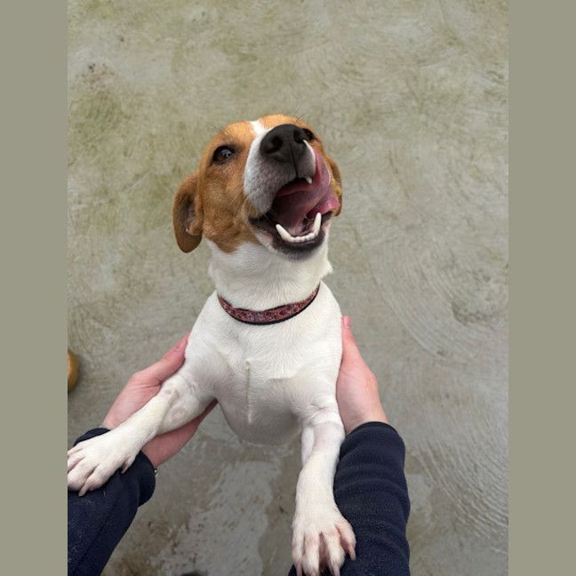 Photo of Archie