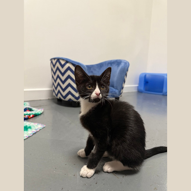 Photo of Pepito (Was Pasta)