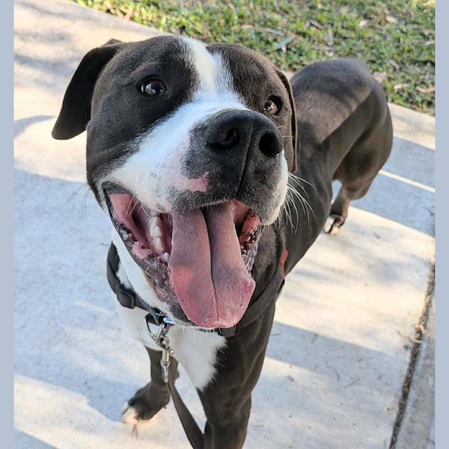 Photo of Tuxedo