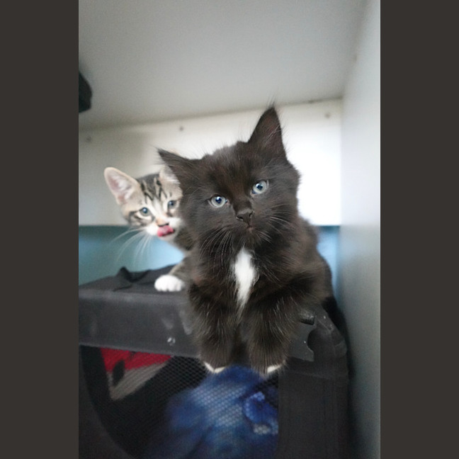 Photo of Onyx