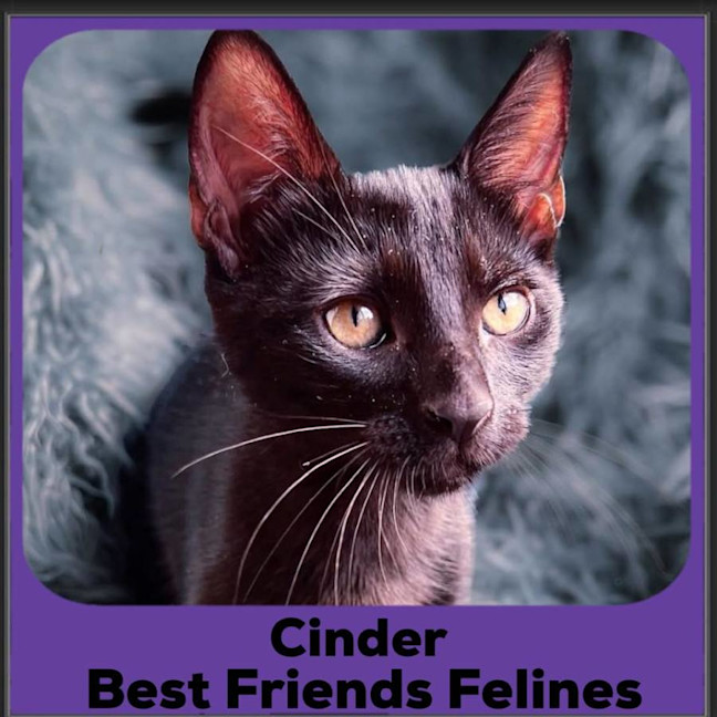 Photo of Cinder 