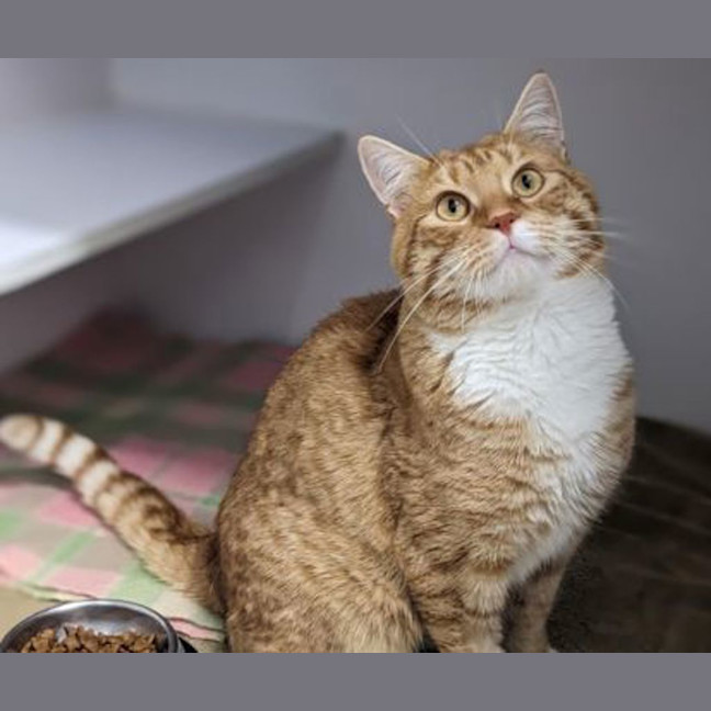 Photo of Parmesan