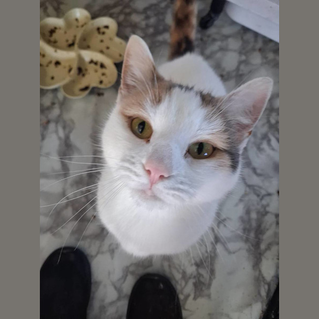 Photo of Cinders