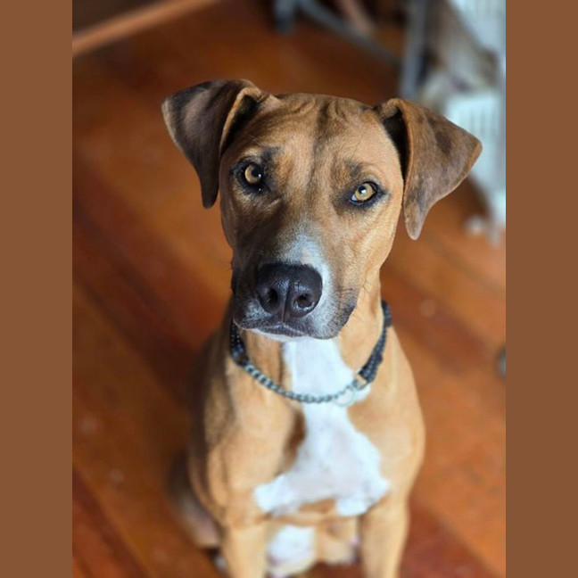 Stella - Large Female Rhodesian Ridgeback Mix Dog in VIC - PetRescue