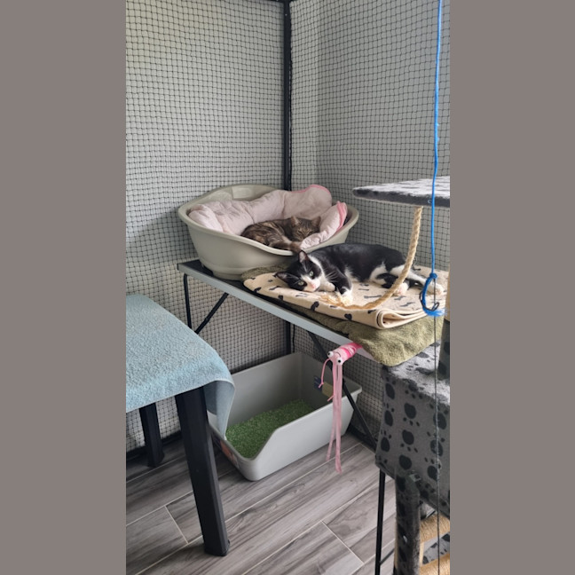 Photo of Romeo And Ella Bonded Pair 