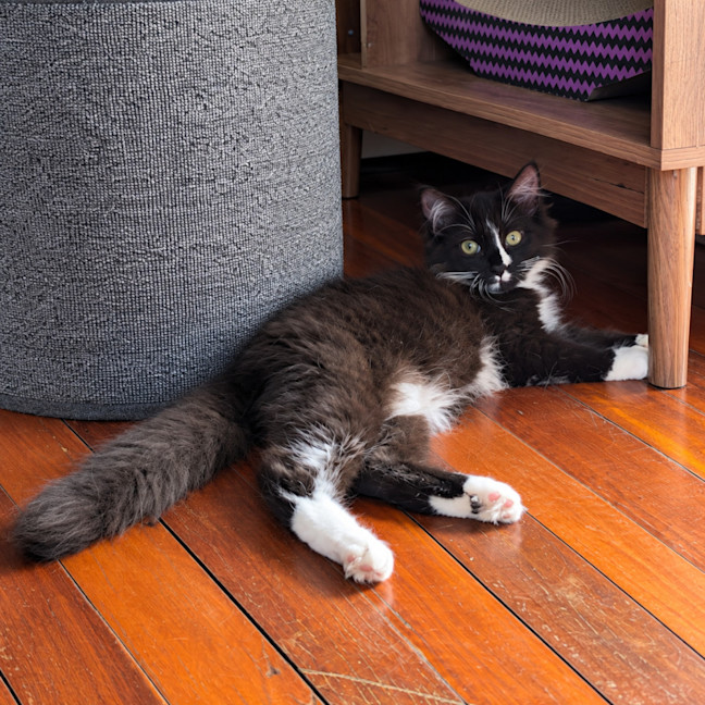 Photo of Oreo 