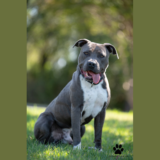 Photo of Brutus