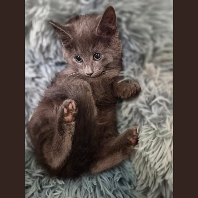 Photo of Poppy