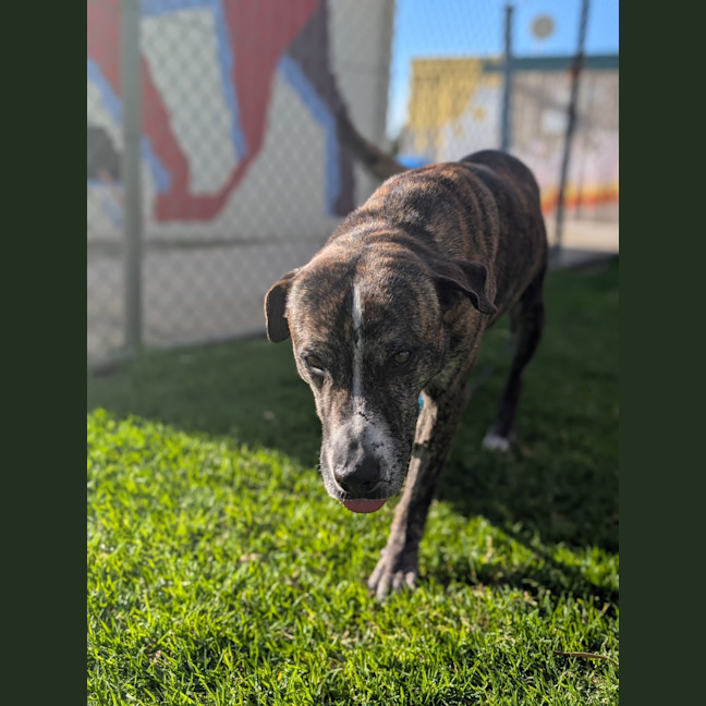 Photo of Lenny (Yeti)