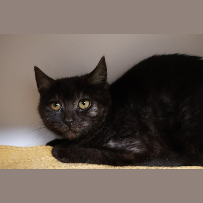 Photo of Nyx