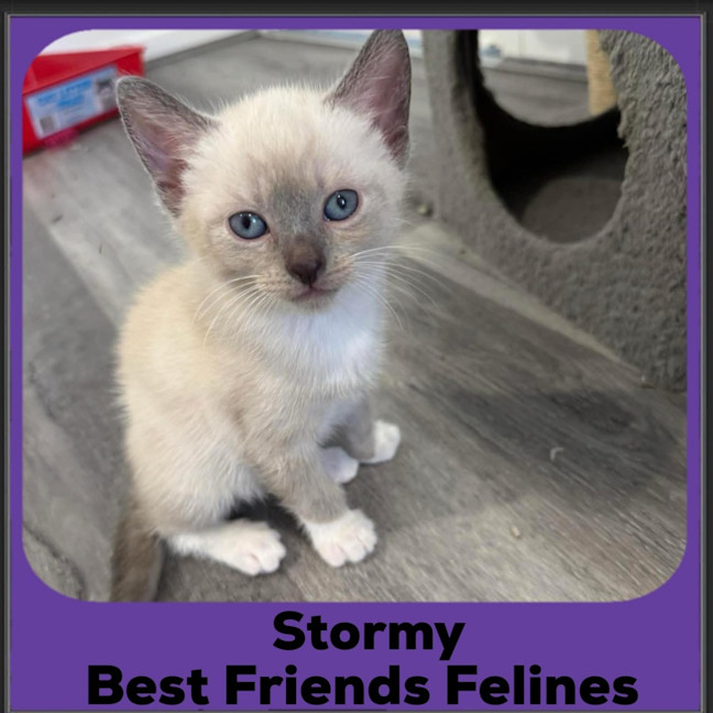 Photo of Stormy 