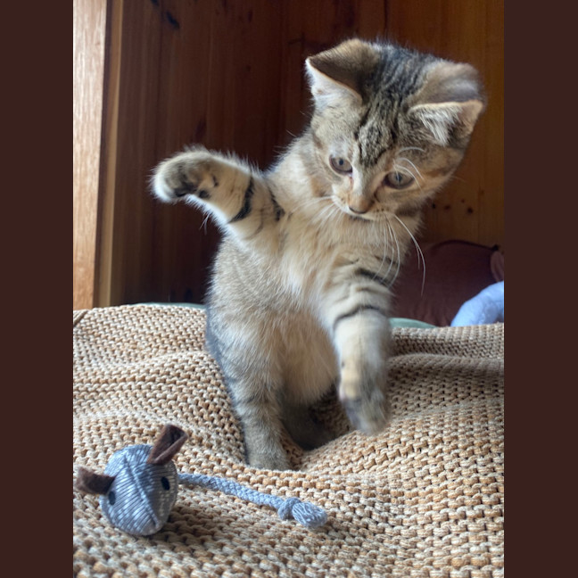 Photo of Tawny 