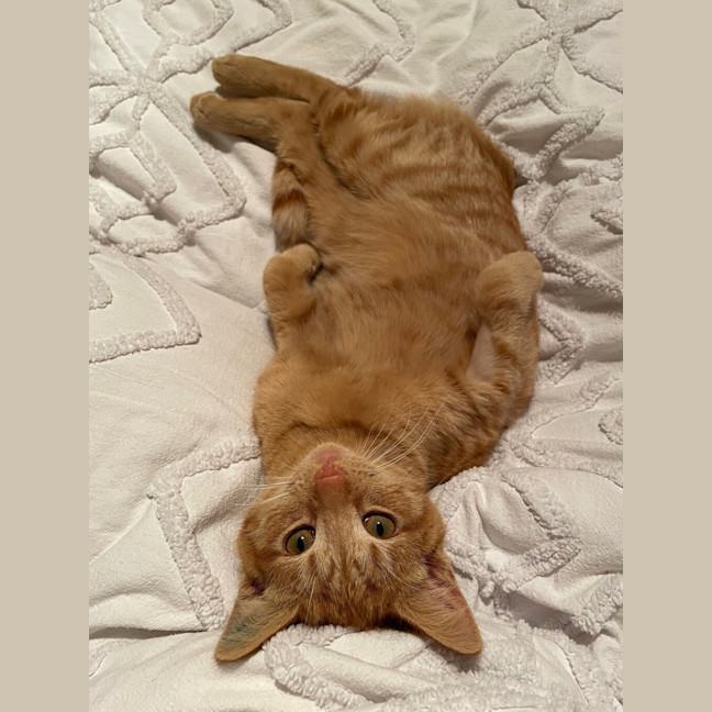 Photo of Dodge 
