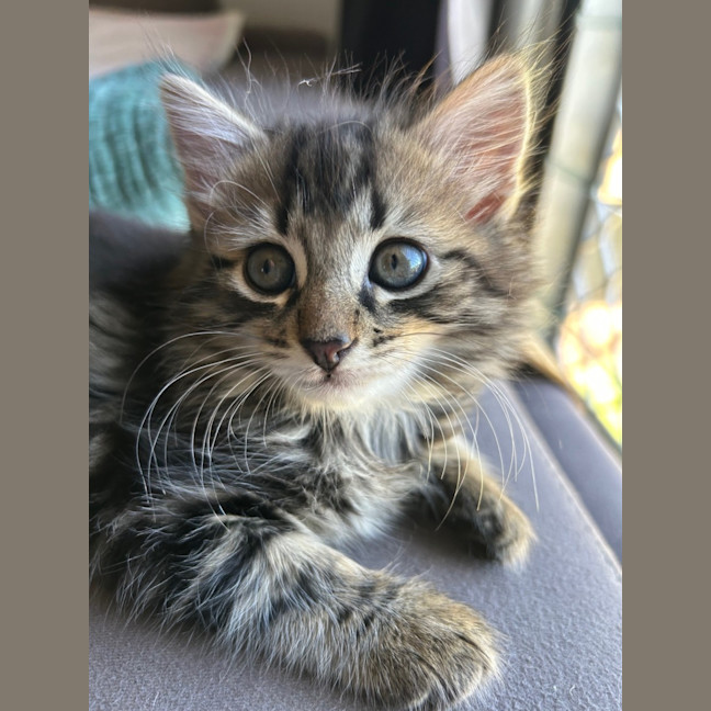 Photo of Scout