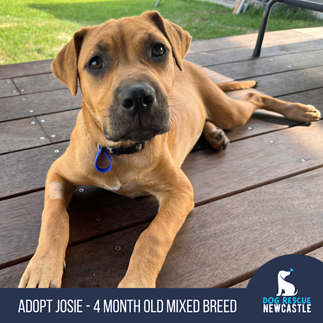 Photo of Josie   4 Month Old Mixed Breed