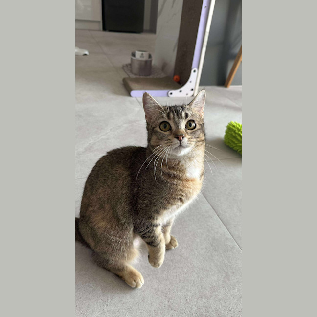 Photo of Shelby