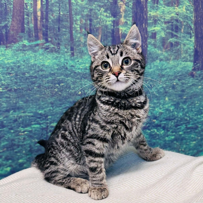 Photo of Bruce Lee   Located In Meadow Heights