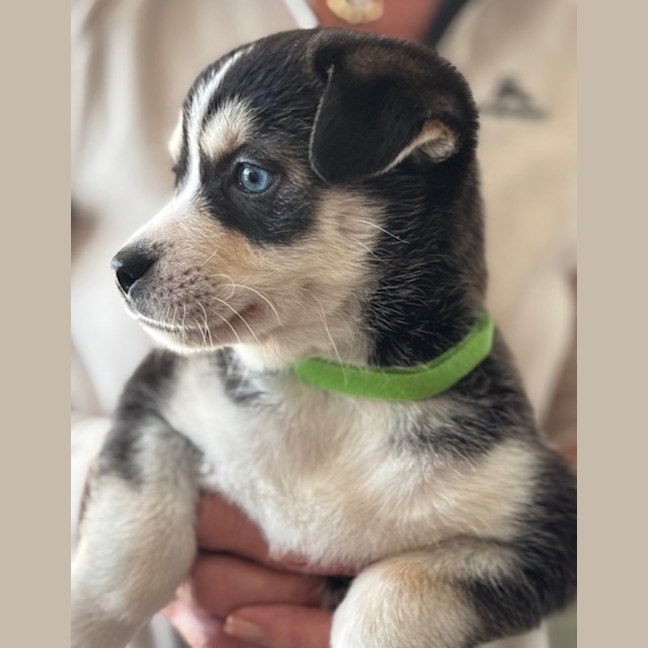 Photo of Beau
