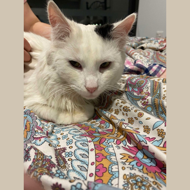 Photo of Chester
