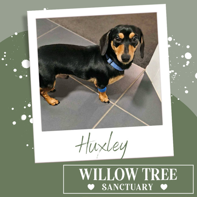 Photo of Huxley
