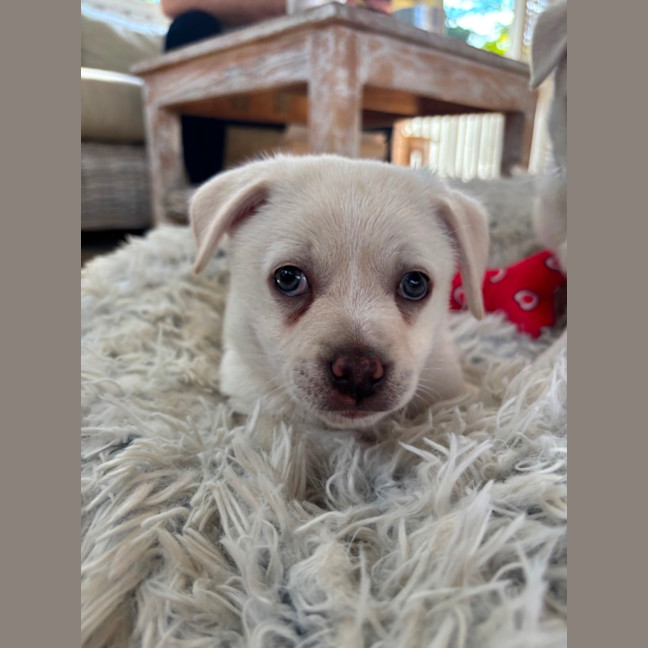 Photo of Disco 