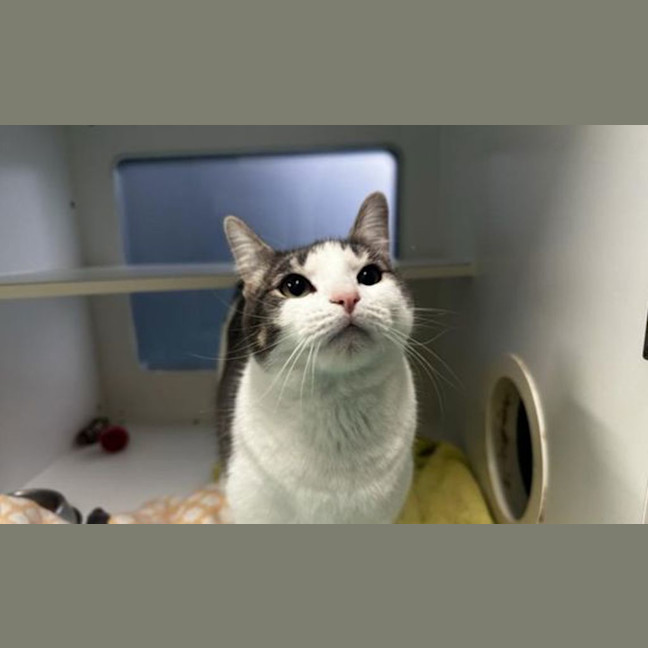 Photo of Coconut