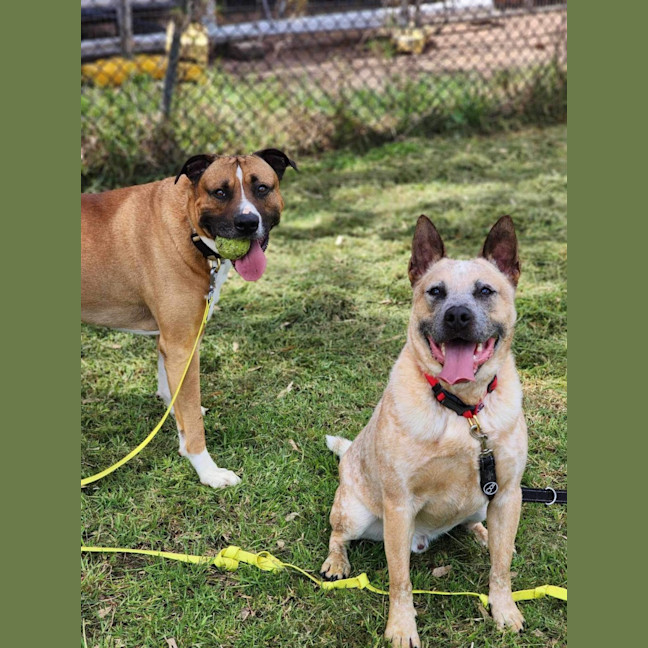 Photo of 🥏 Benji 5550 🥏