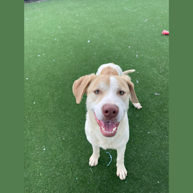 Photo of Gromit Imp 1418