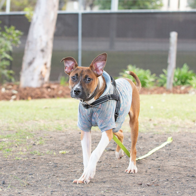 Photo of Buster