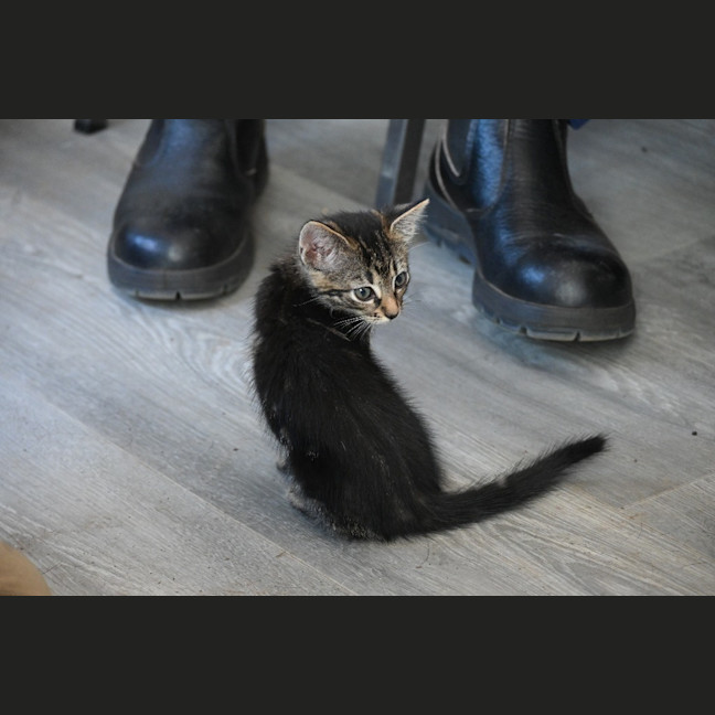 Photo of Moss