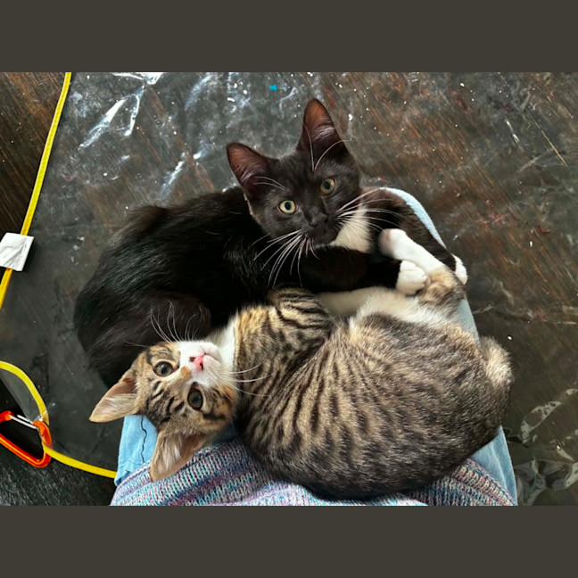 Photo of Boo & Pip