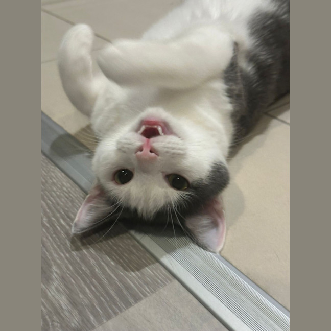 Photo of Silky