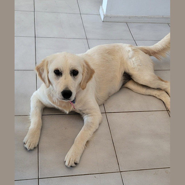 Photo of Penny