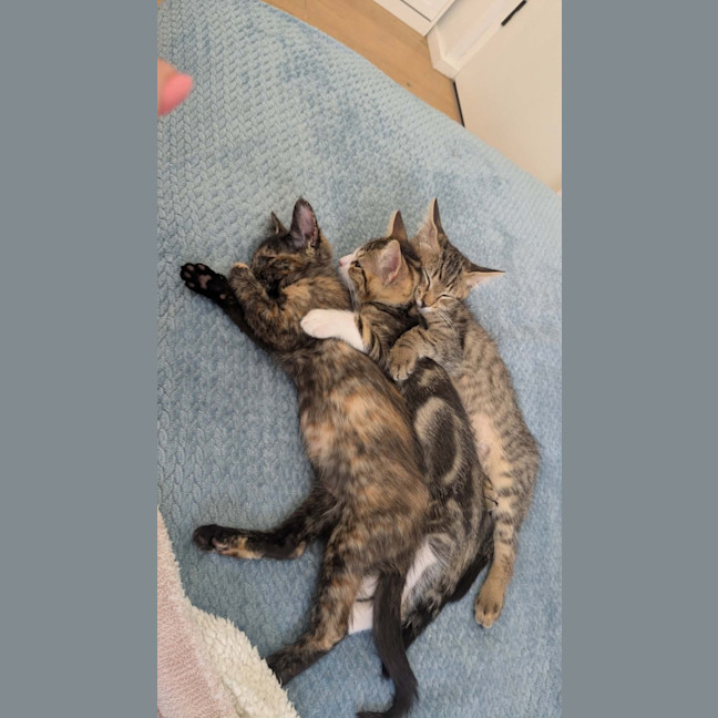 Photo of Bertie & Bolt 