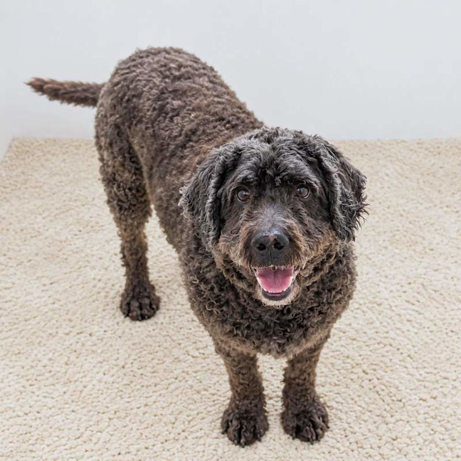 Photo of Bently