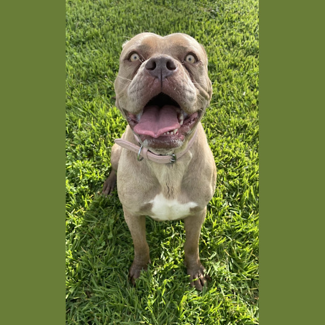 Photo of Maple