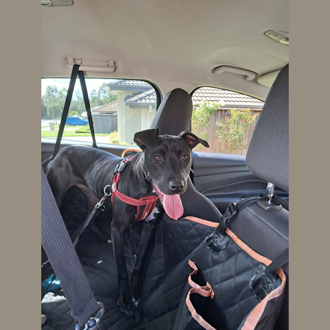 Photo of Ripley   1 Year Old Staffy X