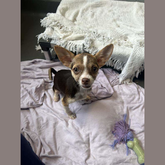 Photo of Woody