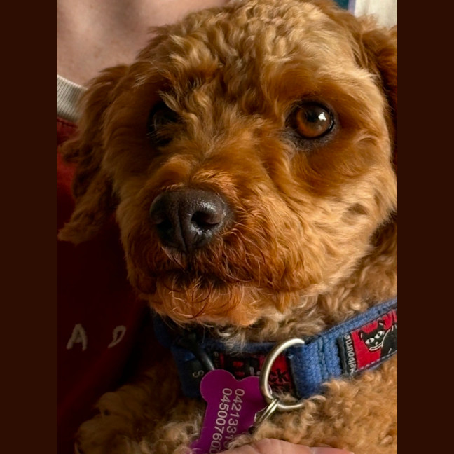 Photo of Boydie