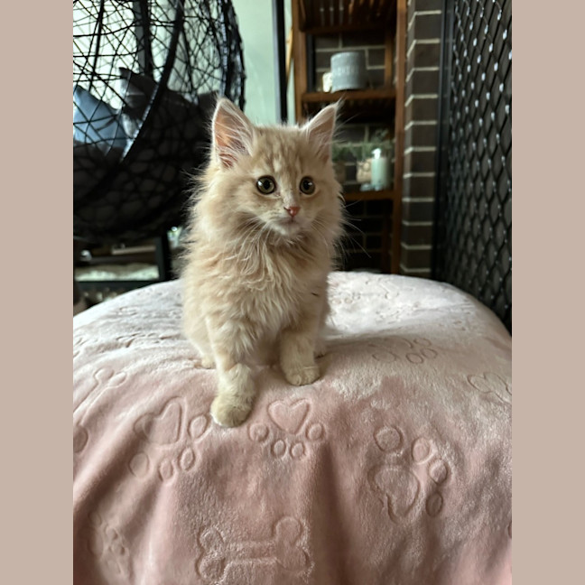 Photo of Nacho
