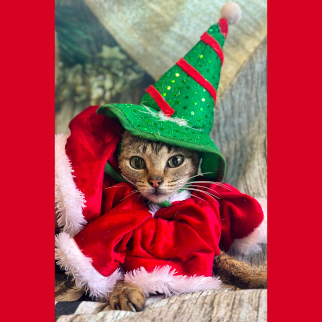 Photo of Kit Kat