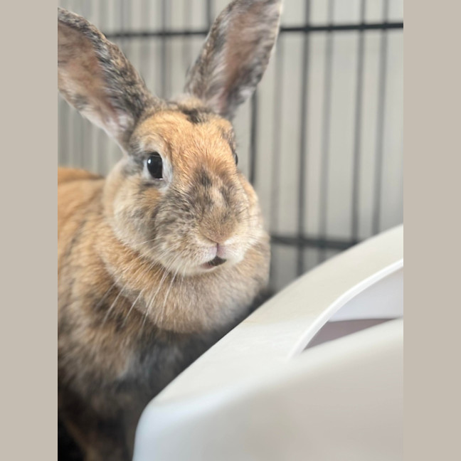 Photo of Mochi